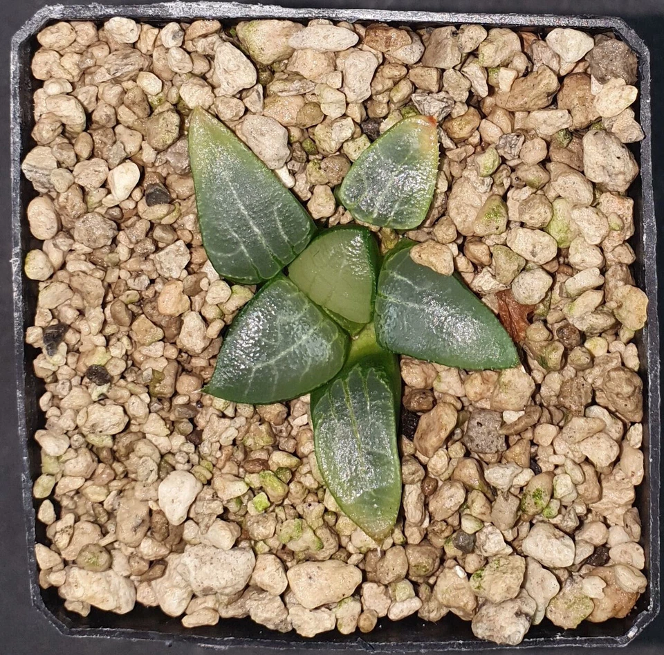 HW027 Haworthia bayeri 'TSUKIKAGE', Phyto available - Imagen 1 de 1