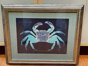 Mary Jane Rathbun (1860 - 1943) - Goniopsis Cruentata Male Natural Size Framed - Picture 1 of 4