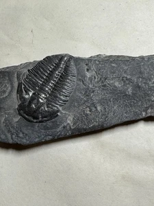 ELRATHIA TRILOBITE FÓSIL SOBRE MATRIZ - Imagen 1 de 3