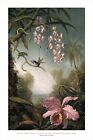ORCHIDS AND HUMMINGBIRDS - HEADE - FINE ART PRINT POSTER 24x32 - MFA159