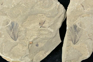 Feather Fossil Split Pair Green River Formation Utah - Picture 1 of 6