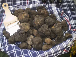 800 Gramm sehr feiner italienischer frischer schwarzer Trüffel Uncinatum the Top. Pilze - Bild 1 von 4