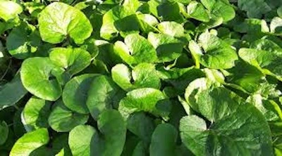 10 raíces de jengibre silvestre Asarum Canadense bareroot flor silvestre nativa Foto 1 de 4