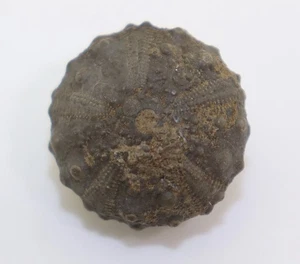 Seeigel, Gymnocidaris pustulosa, Jura, Bajoc, Budnim, Marokko -L582 - Picture 1 of 6