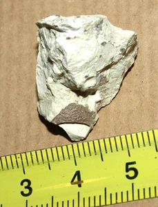 Petrified bird egg, Eocene age deposits of France - Picture 1 of 6