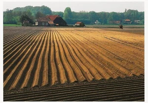 Postcard Martin Kers, Photographer "Klundert, Brabant, Netherlands" MINT - Picture 1 of 1