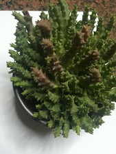 STAPELIA Variegata cactus / succulent 1 Cutting from a Healthy Plant 