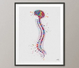 Gehirn mit Rückenmark Aquarell Kunstdruck Medizinische Neurologie Neurochirurg Dekor - Bild 1 von 1