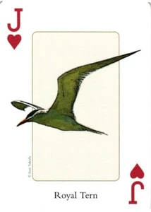 Königseeschwalbe Vögel des Südostens Abenteuer Publikationen - Bild 1 von 4