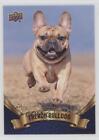 2018 Upper Deck Canine Collection Blue French Bulldog #76 0g4