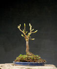 Bonsai outdoor mrozoodporny klon, klon górski, Acer H27 szer.12 gł.2 cm