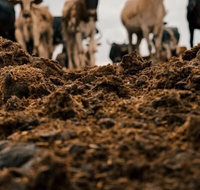 Fertilizante de estiércol de vaca seco de compost crecimiento de plantas 450 GM envío prioritario gratuito Foto 1 de 4