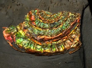 Rainbow iridescent Caloceras ammonite fossil display piece 55mm ammolite UK rock - Picture 1 of 5