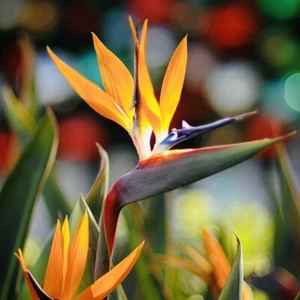 2 PACK ORANGE BIRD OF PARADISE PLANT GREENHOUSE BEST GIFT LIVE PLANT GUARANTEED - Picture 1 of 3