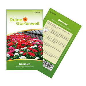 Hängegeranien Mischung Samen - Pelargonium peltatum - Petuniensamen Blumensamen
