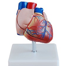 Life Size Human Heart Anatomy Model 2 Part Cardiac Medical Learning Kit