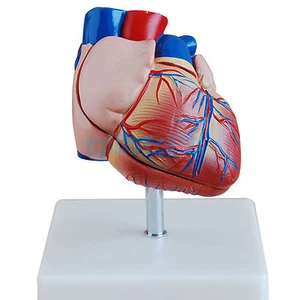 Life Size Human Heart Anatomy Model 2 Part Cardiac Medical Learning Kit - Picture 1 of 4
