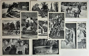 Animals ST Louis Zoo ST Louis Missouri MO Vintage Black White Postcards x11 - Picture 1 of 13