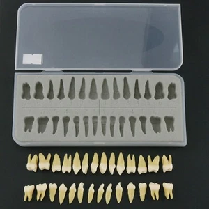 28 pièces dentaires 1:1 démonstration permanente de dents enseigner étude typodonts modèle M7021 - Photo 1/6