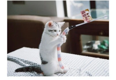 Pet Cat Handmade Wand Interactive Toy with bell (pink+purple+white) - Image 1 of 2