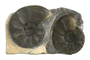 Trias Standstück mit 2x Ceratites compressus Ceratit MO1 Erkeln W47-7 - Bild 1 von 4