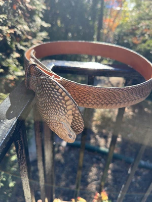 Cinto de pele de cobra King Cobra. El Buitre Feito no México 37' da fivela ao 1º furo - Imagem 1 de 4