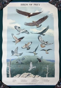 Vintage Birds Of Prey Wildlife Poster 20x30 1946 Game Commission Jacob Abbott - Bild 1 von 11