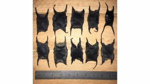 Mermaids Purse X 10, Shark egg case, sea life, marine curiosity, witchcraft. - Picture 1 of 2