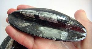 RAISED ORTHOCERAS SHIELD CRYSTAL FOSSIL NAUTILOID MEDIUM 55mm-95mm GIFT - Picture 1 of 4
