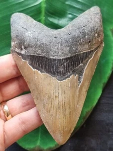 Dente a forma di pugnale del Megalodonte 11,7 cm - Dente di squalo fossile - Foto 1 di 7