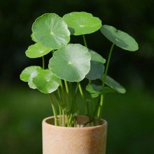 50Pcs Pilea Peperomioides Denaro Plant Seeds Albero Pancake Forma Giardino Della