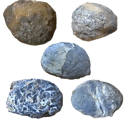 5 Stück Nussgeoden I Occos | Achat Geoden I geschlossen | Brasilien Glücksgeoden - Bild 1 von 4