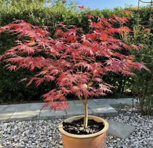 Cascading Weeping Japanese Maple Tree Seeds - Acer Palmatum - Limited Stock - Picture 1 of 1