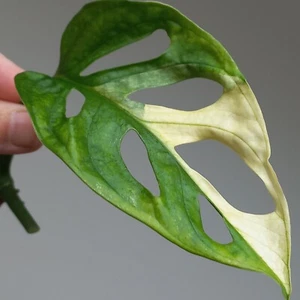 Monstera Adansonii Albo Archipelago HIGHLY Variegated 1-LEAF Cutting, Rooting A4 - Picture 1 of 7