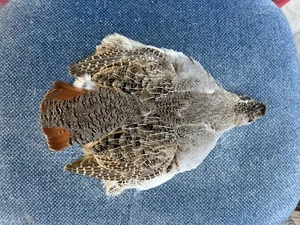 Ungarisches Rebhuhnfell Federn Fliegenbinden #1 Select Forelle Lachs Fell Flügel - Bild 1 von 1