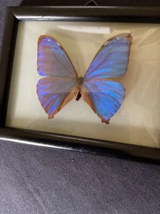 AUTHENTIC METALLIC BLUE MORPHO BUTTERFLY WELL PRESERVED UNDER BUBBLE GLASS - Picture 1 of 9