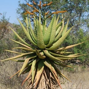 ALOE MARLOTHII (Subsp Marlothii) SEEDS - Single stem tree aloe - 10 seeds -RARE! - Picture 1 of 1