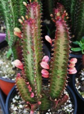 EUPHORBIA TRIGONA 'ROYAL RED' CUTTINGS 'AFRICAN MILK TREE' CACTUS SUCCULENT 7-7 - Image 1 of 4