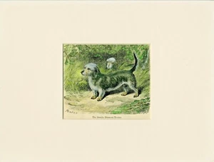 DANDIE DINMONT TERRIER 1910 FARBGRAVUR HUNDDRUCK MONTIERT - Bild 1 von 1