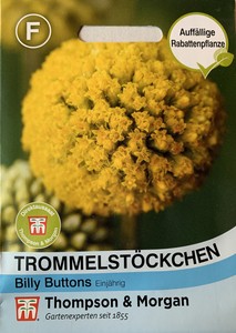 Trommelstöckchen 'Billy Buttons' - Pycnosorus globosus, Samen, 0775