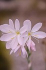 Schizostylis 'Pink Princess' AGM