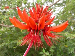 Erythrina Arborescens 100 Seeds, Flowering CORAL Tropical Shrub or Tree - Picture 1 of 4
