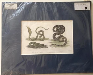 1821 Engraving Hand Coloured Cobra And Other Snakes With Mount - Picture 1 of 2