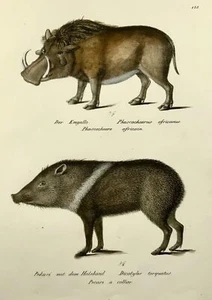 1824 Pecarí, jabalí, mamíferos, K.J. Litografía folio coloreada a mano Brodtmann - Imagen 1 de 4