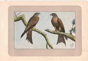 UCCELLI RAPACI NIBBIO REALE Milvus milvus stampa antica originale del 1907 - Bild 1 von 1