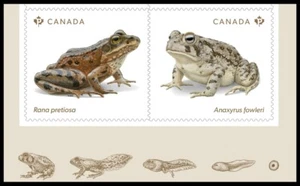 FROG, TOAD * ENDANGERED FROGS * evolution at bottom pair from BK Canada 2024 MNH - Imagen 1 de 1