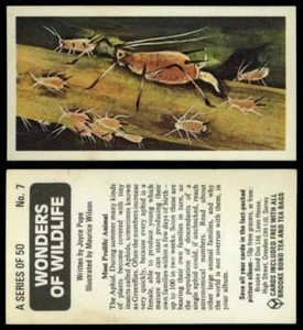 Most Prolific Animal #7 Wonders Of Wildlife 1976 Brooke Bond Card - Picture 1 of 1