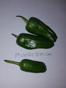 PIMIENTO DE PADRON deliciosos 1000 Semillas seeds - Imagen 1 de 1