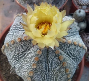 Astrophytum Asterias Hybrid Parent Mixed Forms 20 fresh seeds Read Description - Picture 1 of 24