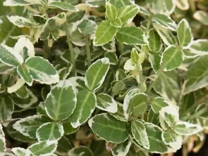 Bodendecker Kriechspindel Euonymus fortunei 'Emerald Gaiety' C3 20/30 cm - Bild 1 von 1